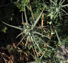 Exoacantha heterophylla