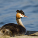 Great Crested Grebe - Photo (c) Chris Moody, some rights reserved (CC BY-NC)