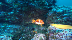 Hypoplectrodes semicinctum