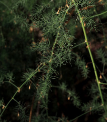 Asparagus palaestinus