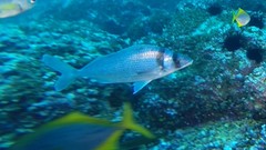 Gay's Morwong photo 2