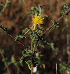 Centaurea procurrens