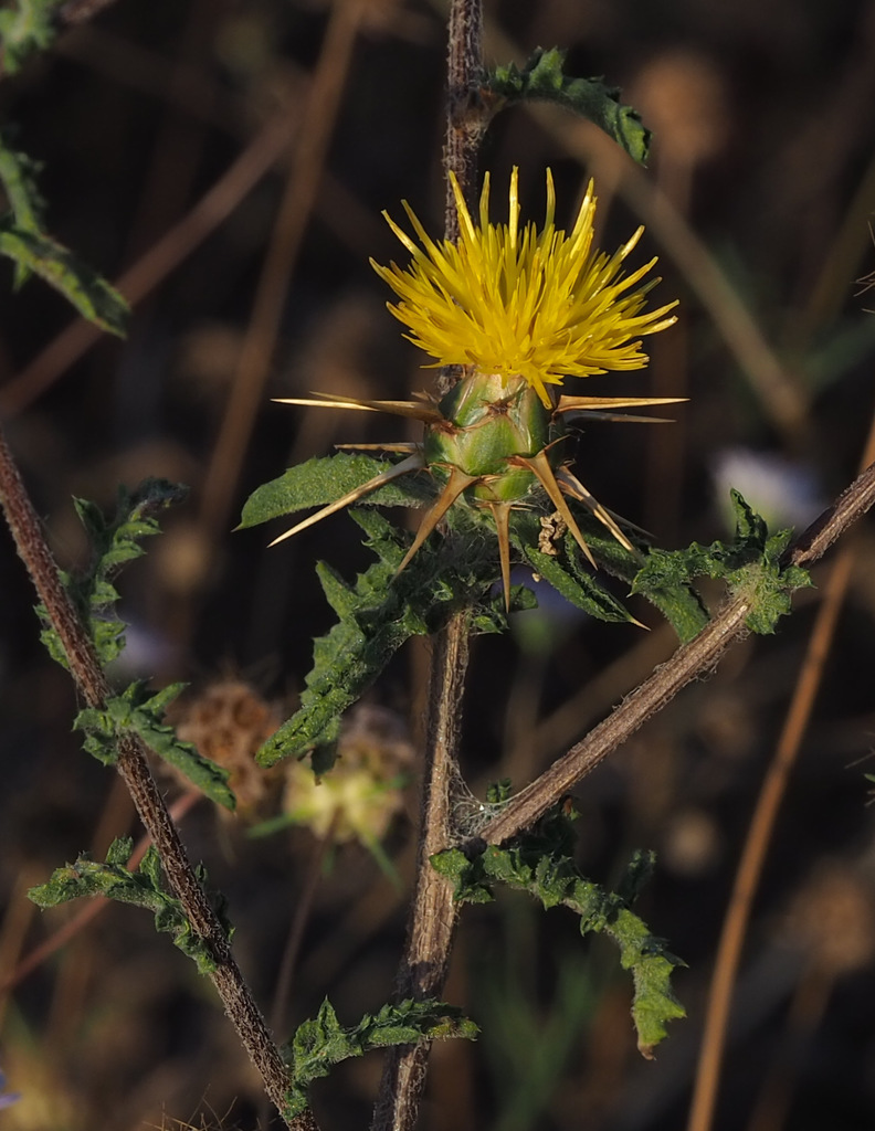 Centaurea procurrens