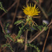 Centaurea procurrens - Photo (c) Ron Frumkin, some rights reserved (CC BY-NC), uploaded by Ron Frumkin