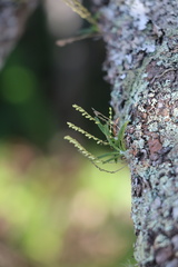 Angraecum pusillum