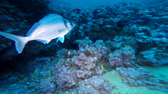 Gay's Morwong photo 4