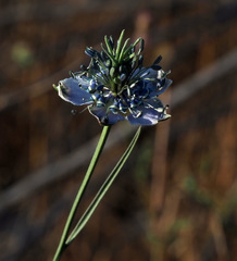 Nigella arvensis