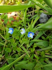 Veronica persica