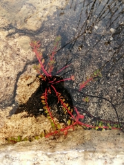 Laurembergia repens
