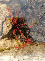 Laurembergia repens