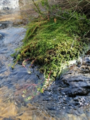 Laurembergia repens