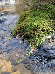 Laurembergia repens