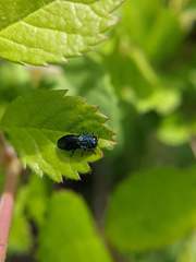 Agrilinae