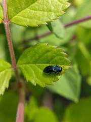 Agrilinae