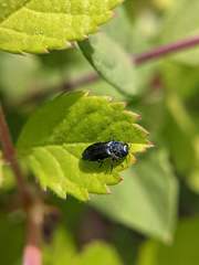 Agrilinae