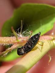 Agrilinae