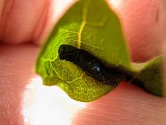 Agrilinae