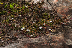 Delosperma subpetiolatum