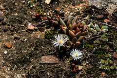 Delosperma subpetiolatum