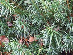Cephalotaxus