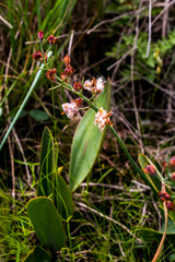 Eriospermum mackenii