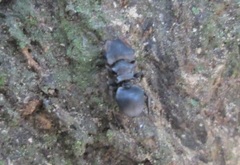 Cephalotes pusillus