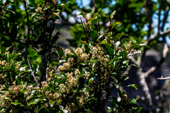 Homalium rufescens