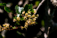 Homalium rufescens