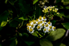 Microglossa mespilifolia