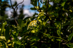 Microglossa mespilifolia