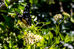 Microglossa mespilifolia