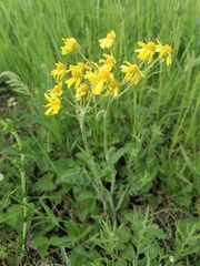 Tephroseris integrifolia