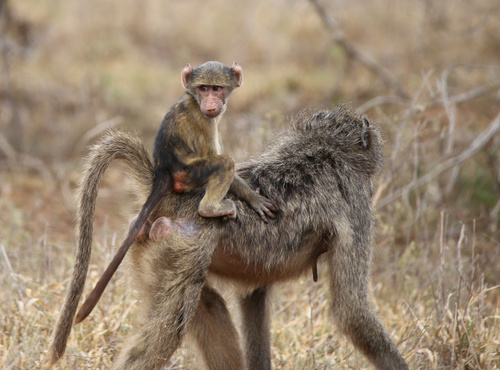 Chacma Baboon, photo 8 of 9