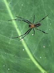 Leucauge tessellata