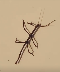 Cladomorphus phyllinus