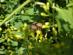 Eristalinus quinquelineatus