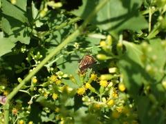 Eristalinus quinquelineatus