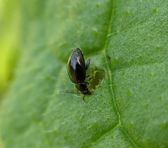 Longitarsus anchusae