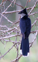 Clamator levaillantii