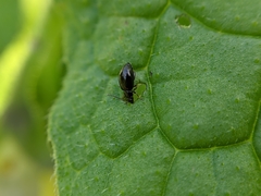 Longitarsus anchusae