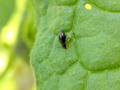 Longitarsus anchusae