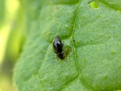 Longitarsus anchusae