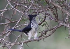 Clamator levaillantii