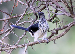 Clamator levaillantii