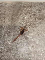 Centruroides gracilis