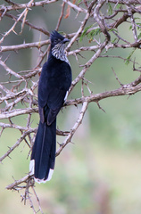 Clamator levaillantii