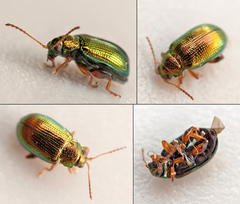 Crepidodera fulvicornis
