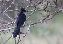 Clamator levaillantii