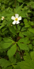 Ranunculus aconitifolius