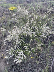 Spiraea aquilegifolia